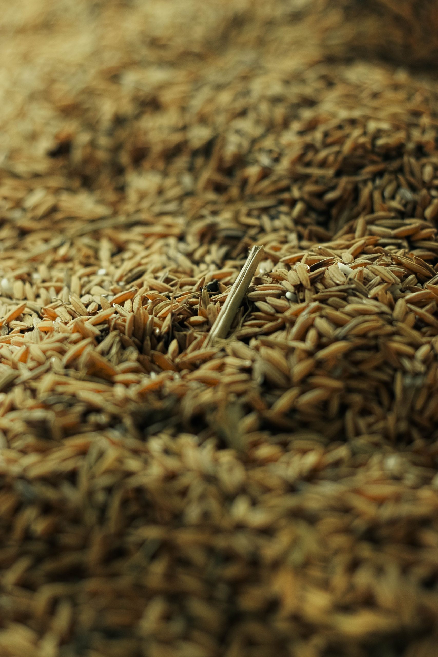 Cascarilla de arroz quemarla, compostarla o pirolizarla