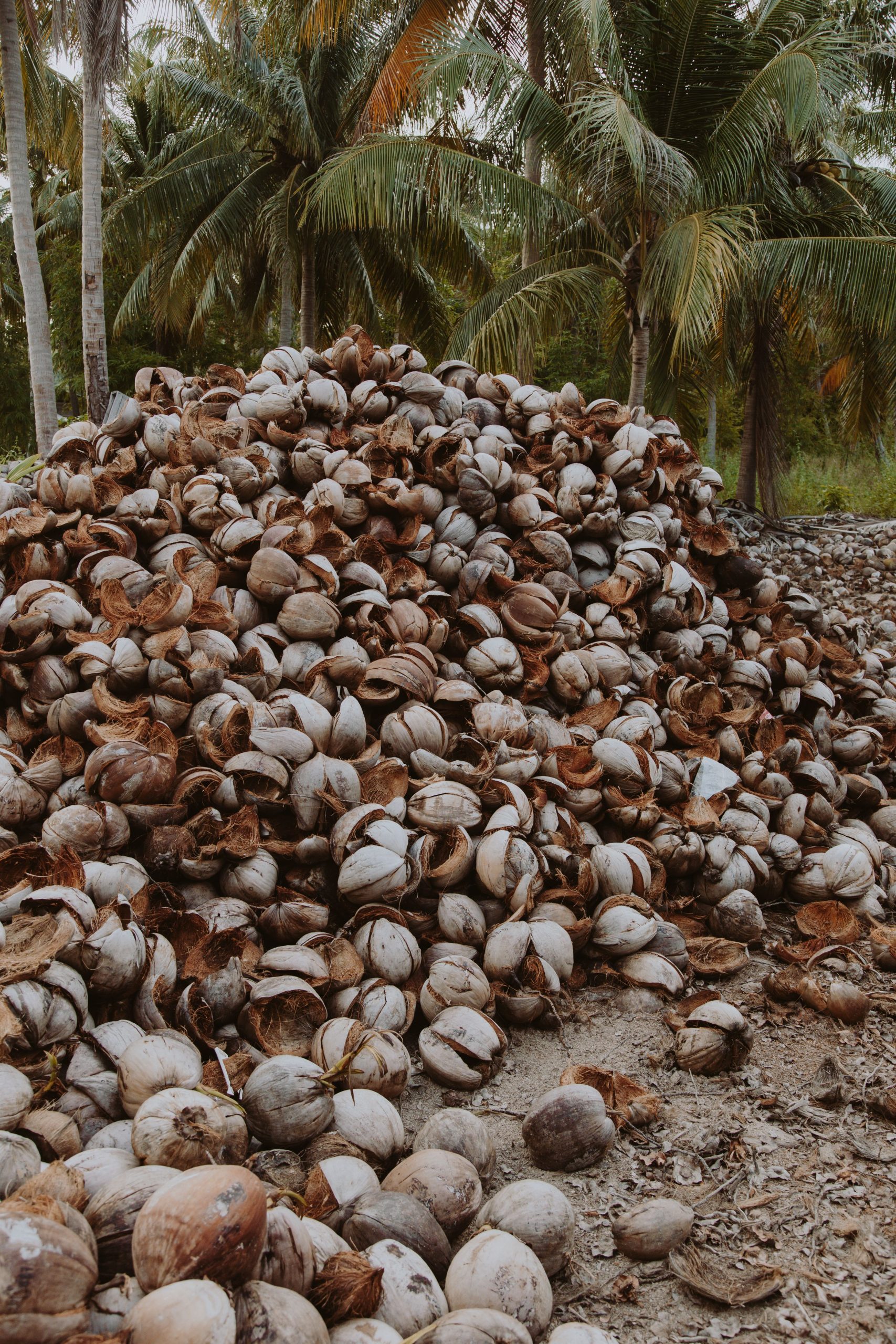 Oil palm empty fruit bunches management options and what each one requires