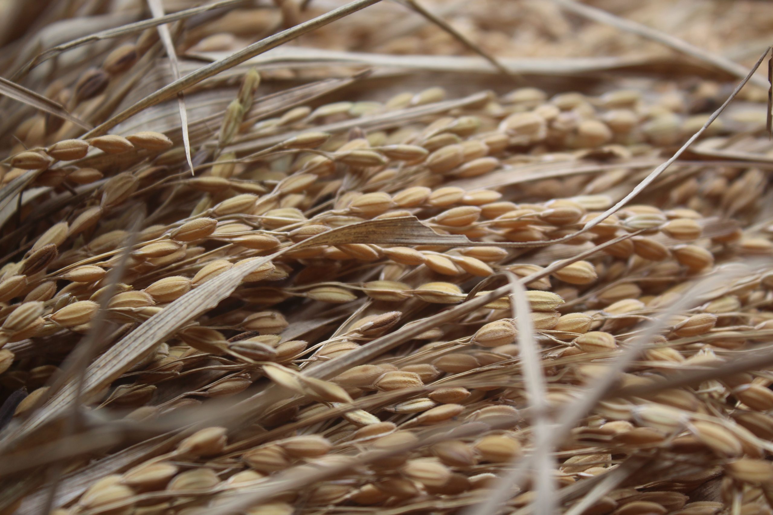Rice husk burn it, compost it or turn it into biochar